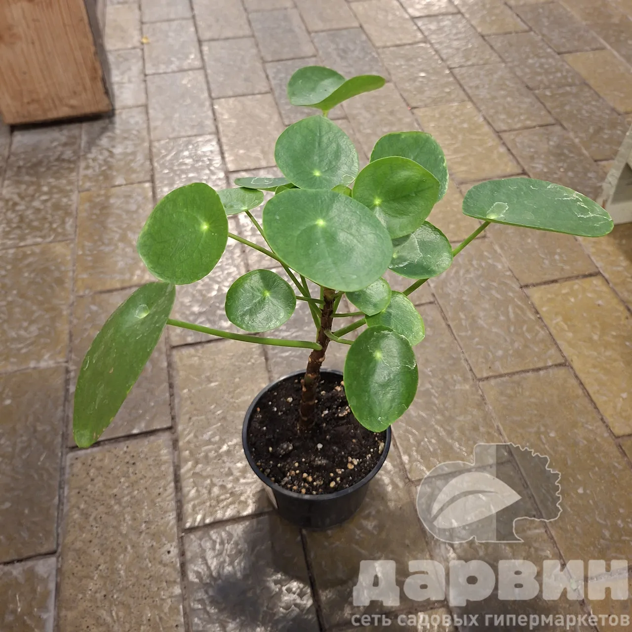 Пилея Пеперомиевидная d11 Tim 