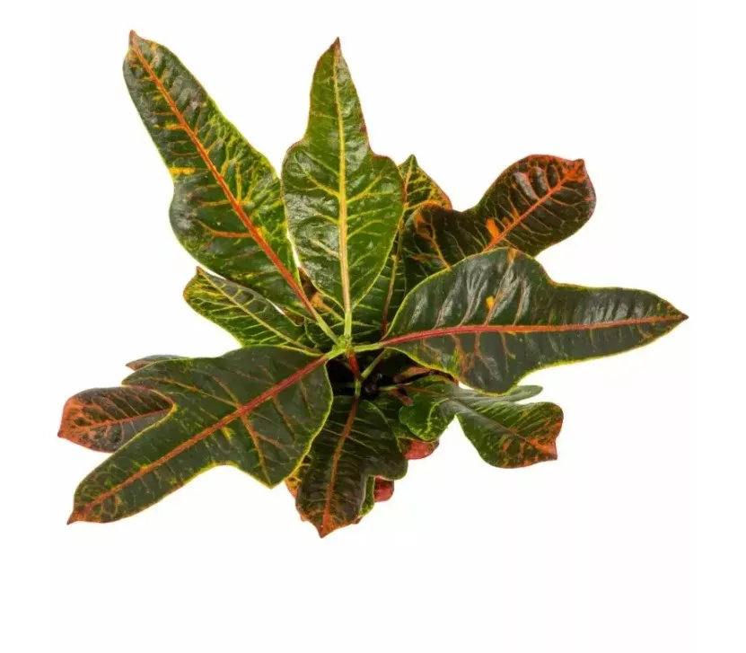 Кодиеум экстра микс d12 h35 