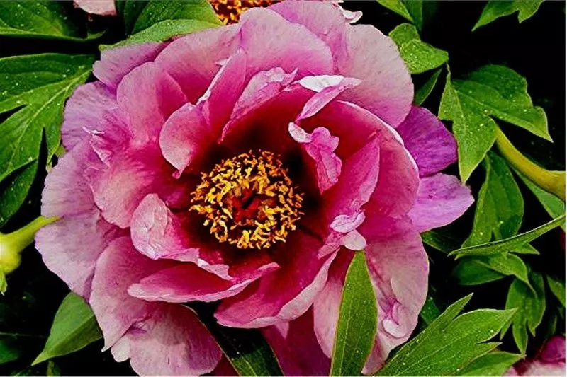 Пион ито-гибрид Янки Дудл Денди v5 Tim 