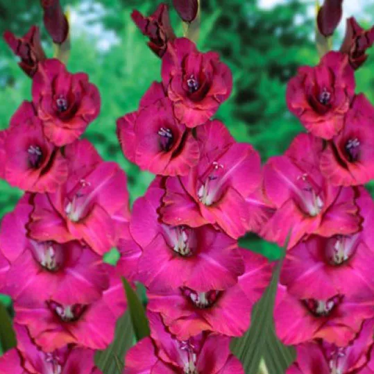 Луковица НВМ Гладиолус Фиделио 10/12 5шт 