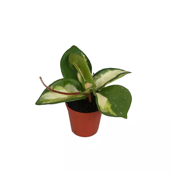 Хойя Карноза d 10,5 