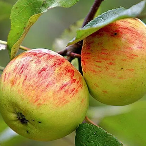 Яблоня Коробовка v7 100-120 Tim 