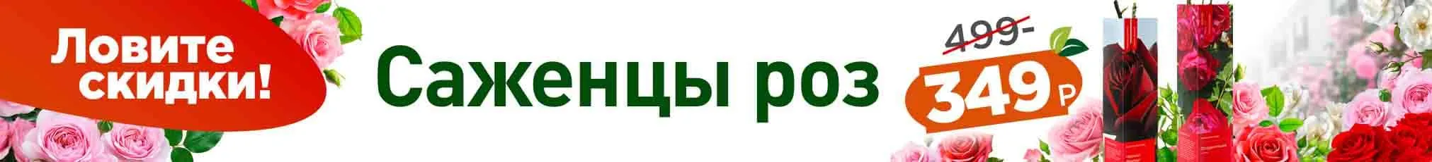 Розы в коробках