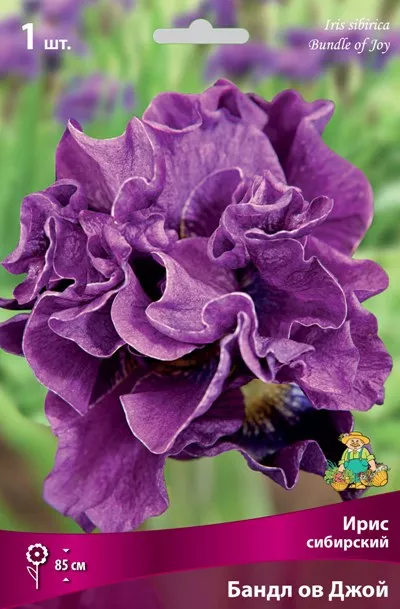 Луковица Ирис сибирский Бандл ов Джой 1 шт Поиск 