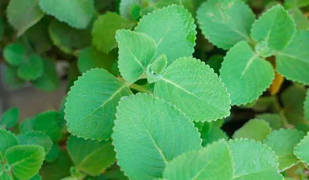 Плектрантус Ароматный кашпо d23 ХР 