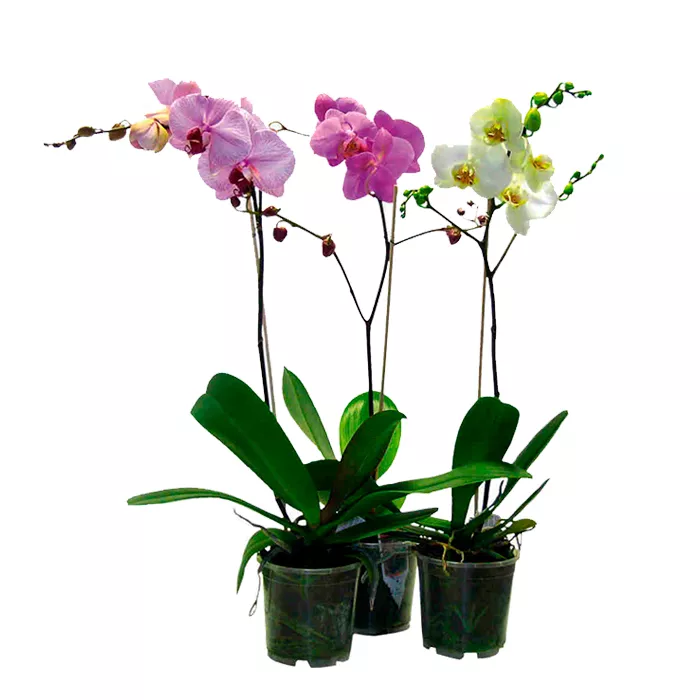 Фаленопсис микс 1ст d12 h 70 