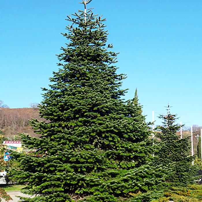 Растение пихта вичи Пендула  с2-3 2-летка Yos 