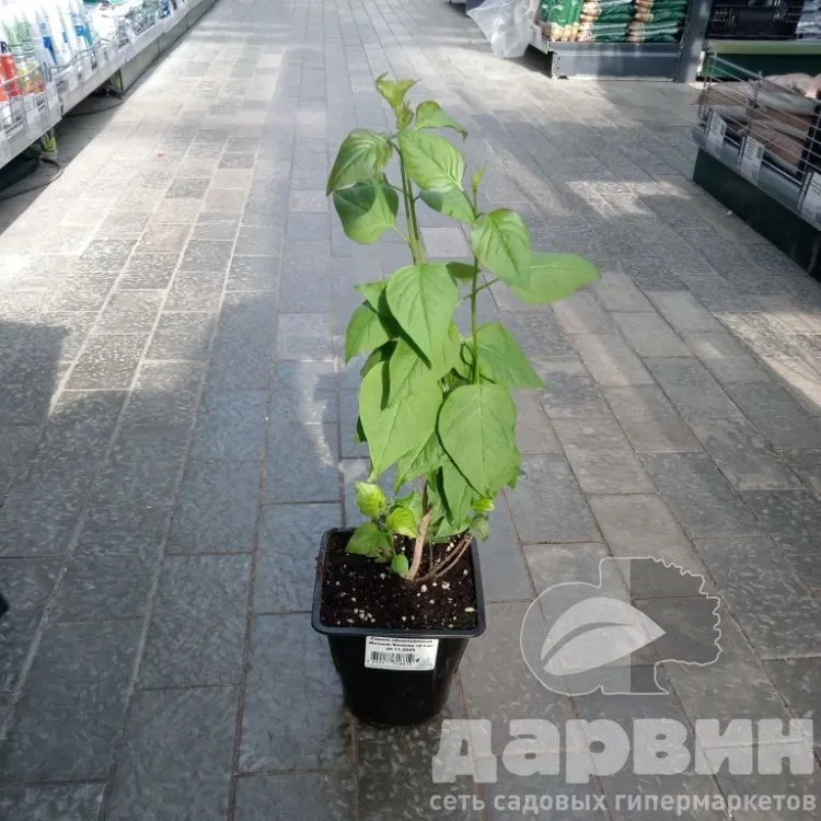 Сирень обыкновенная Мишель Бюхнер v2 Lav 