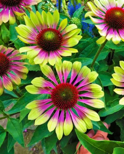 Корневище НВМ Эхинацея  Гин Твистер 1 шт 