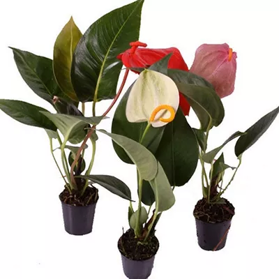 Антуриум микс d9 