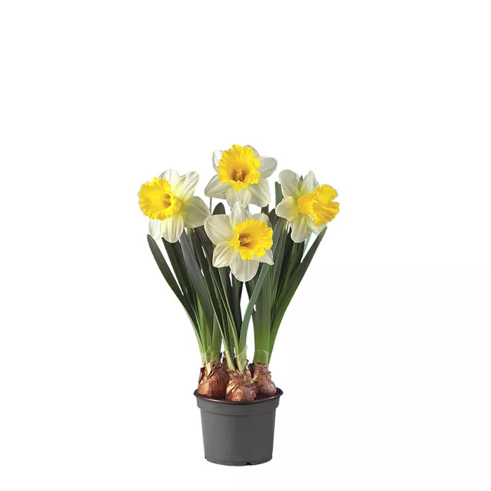 Нарцисс в ассортименте d10 3 лук 