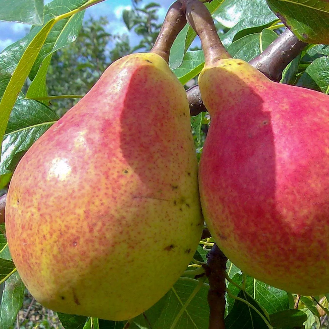 Груша Сладкая из Млиева v7 100-140 Tim 