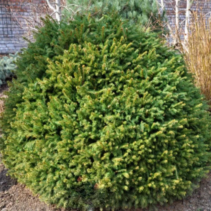 Растение ель обыкновенная Брабант с2/15-20Lt 
