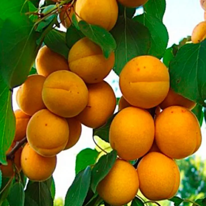 Абрикос Жигулевский сувенир v5-10 Tim 