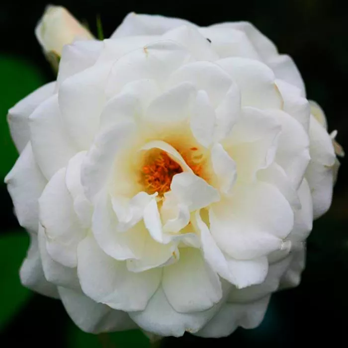 Роза флорибунда Шнеевитхен с5, Tim 