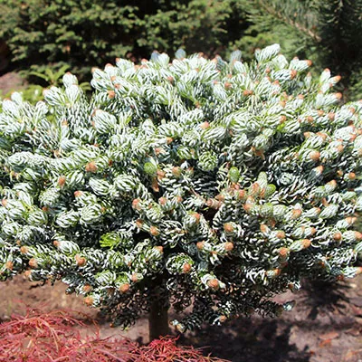 Растение пихта корейская Kohouts Icebreak C15 30-40 CM Tw5 