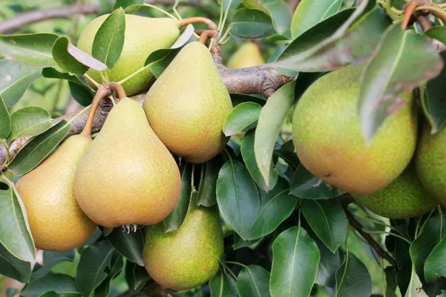 Груша карликовая Нежность v5 60-80 Tim 