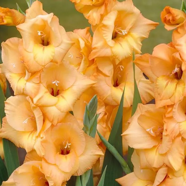 Луковица НВМ Гладиолус Овати 7 шт/уп 