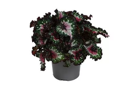Бегония Белиф Перпл Блаш d13 h25 