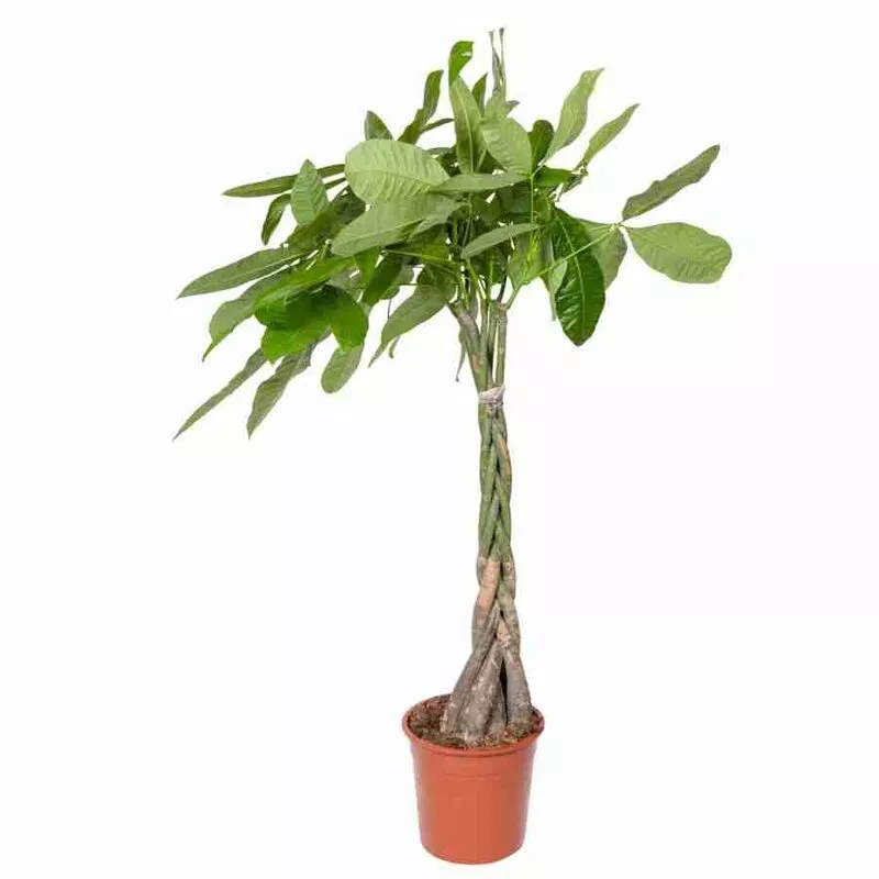 Пахира Акватика d24 h110 