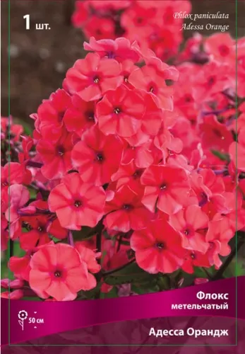 Кореневище Флокс метельчатый Адесса Ориндж 1шт Поиск 