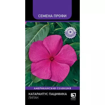 Семена Катарантус Пацифика Бургунди 10 шт  Поиск 