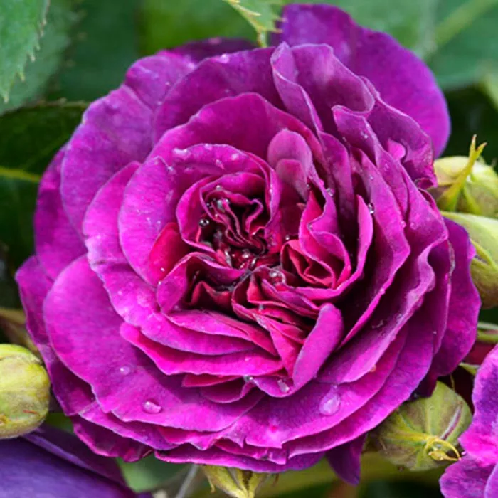 Роза флорибунда Минерва v5 Tim 