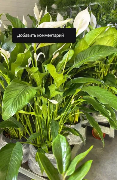спати