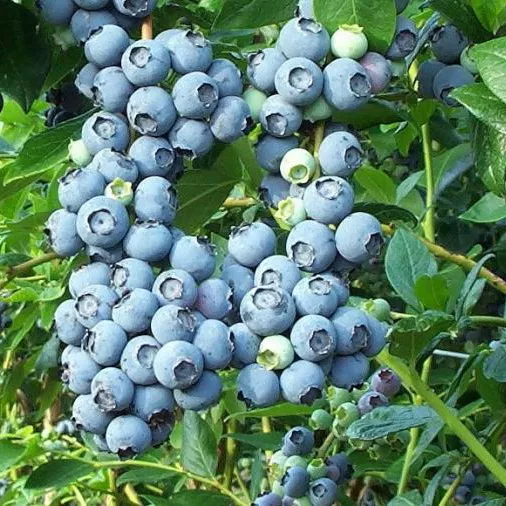 Голубика садовая Патриот C2 