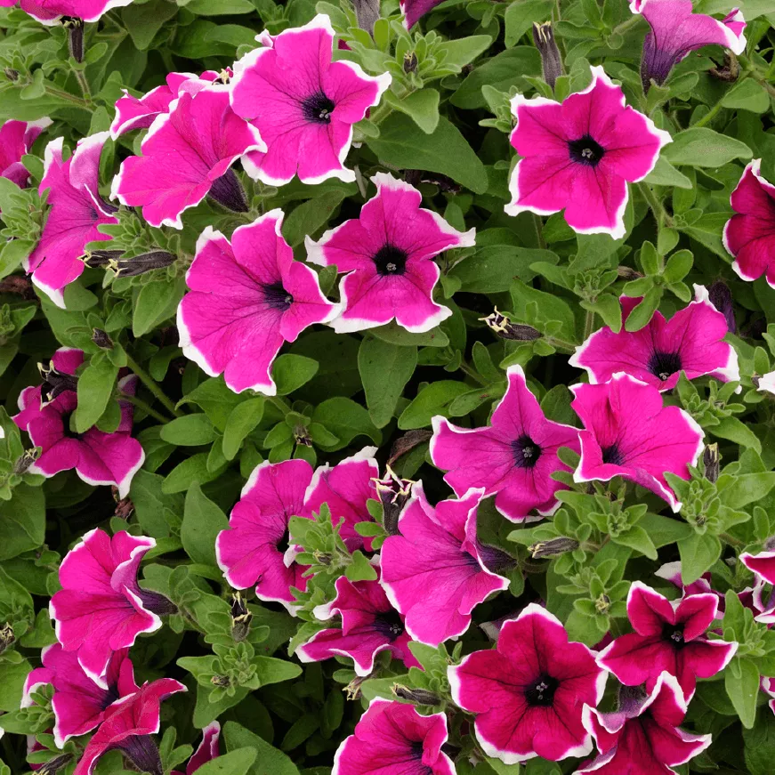 Петуния ампельная Суфиния Гигант пурпурная с белой каймой D23 ПВ 