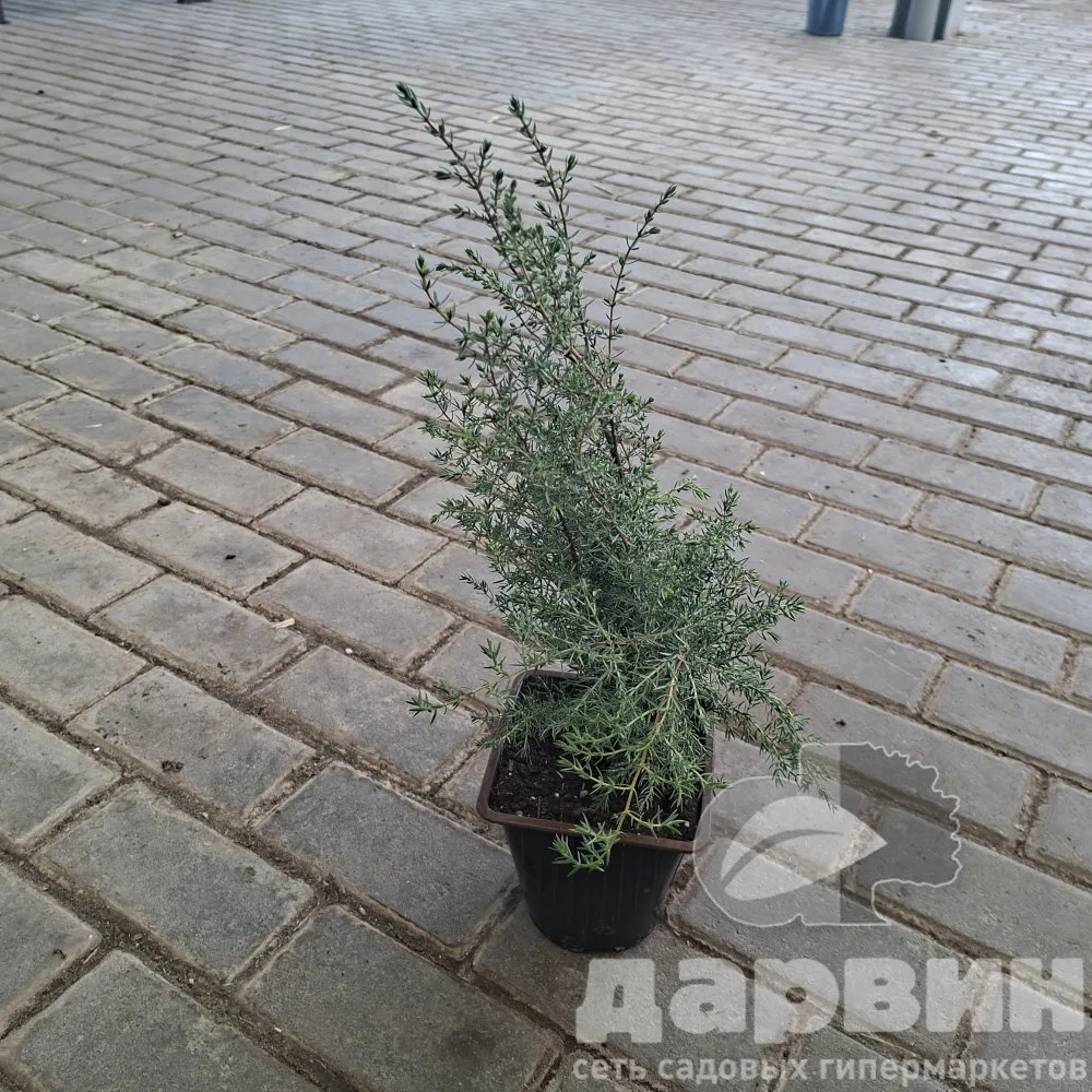 Можжевельник обыкновенный Хиберника v2 Lav 