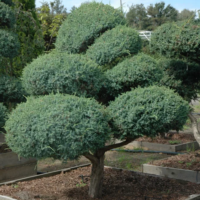 Можжевельник китайский Блю Альпс с15 80-90см Бонсай 