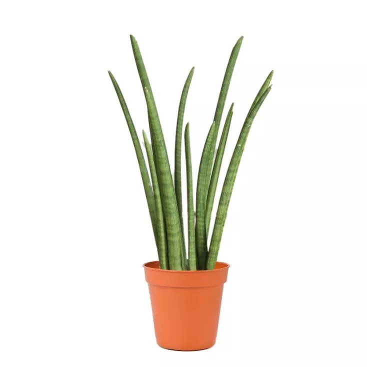 Сансевиерия цилиндрическая d35 h100-130Tim 