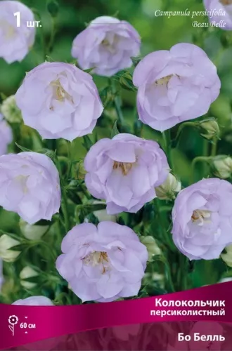 Корневище Колокольчик персиколистный Бо Белль1 шт Поиск 