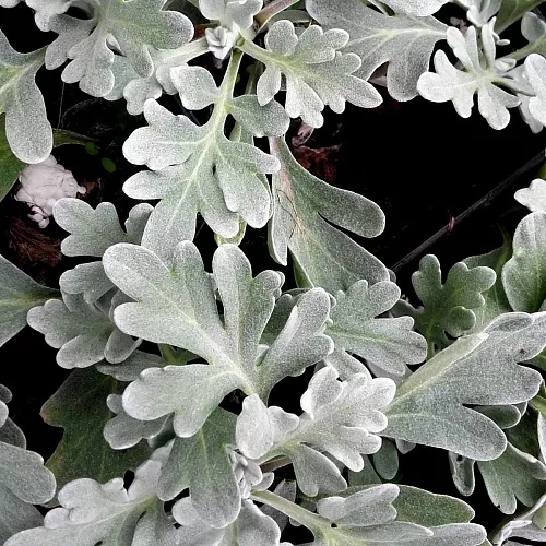 Полынь стеллера Сильвер Брокад v2 Lav 