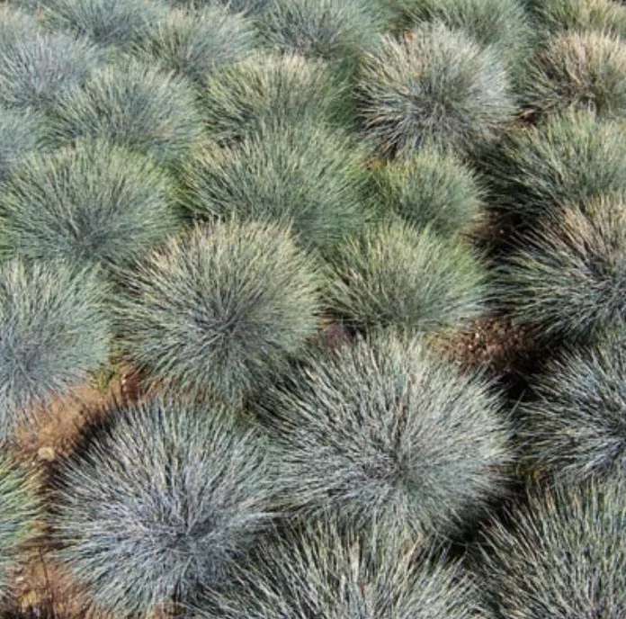 Корневище Овсяница сизая 1шт. Поиск 