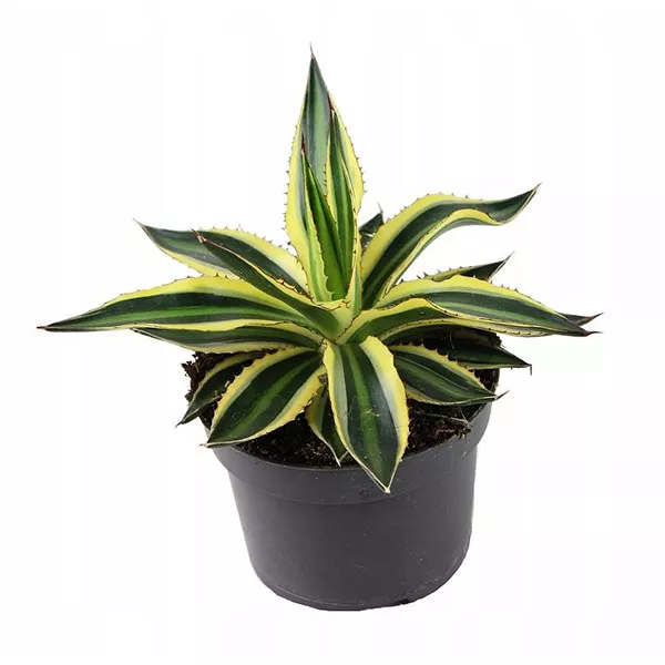 Агава Лофанта d13 h20 