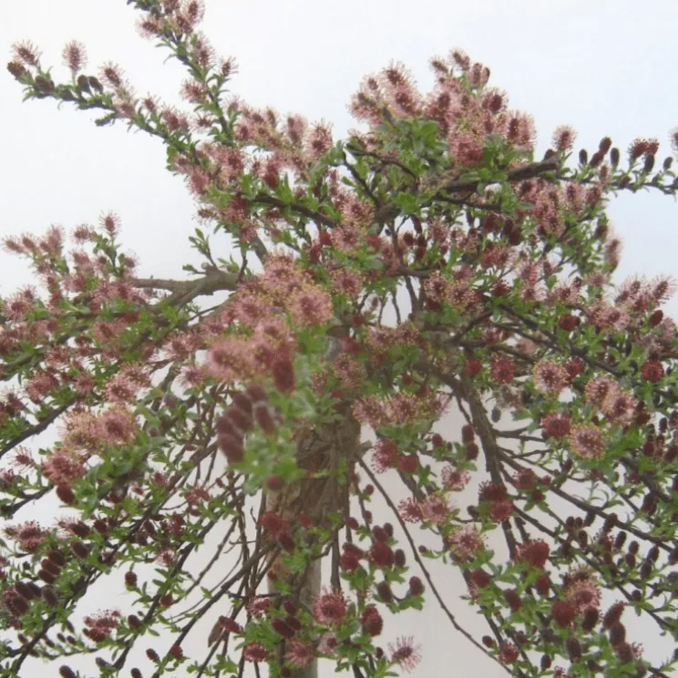 Ива Ялта Р21, 60см 