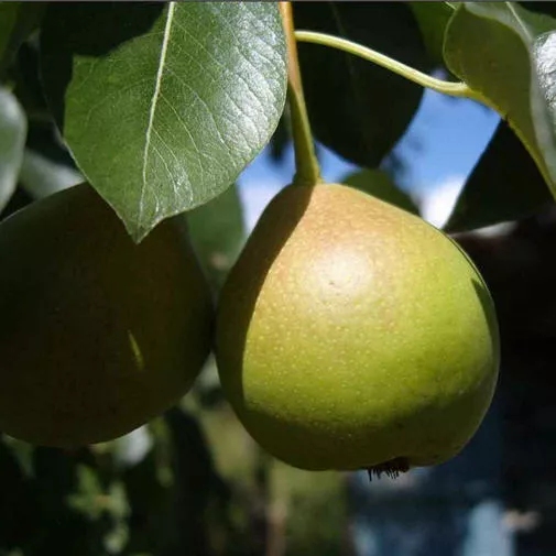 Груша в сортах v 5-10 