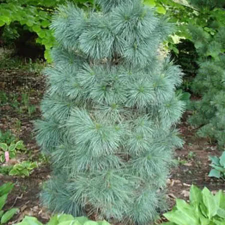 Растение сосна веймутова Софт тач 50-60см 