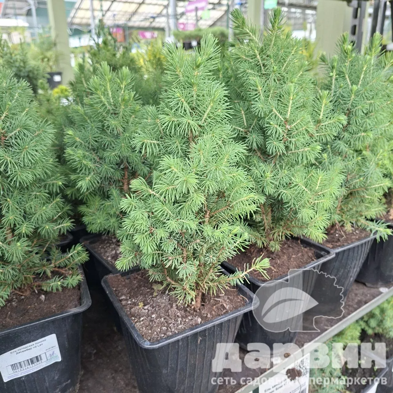 Коника Десембер в2 Лав