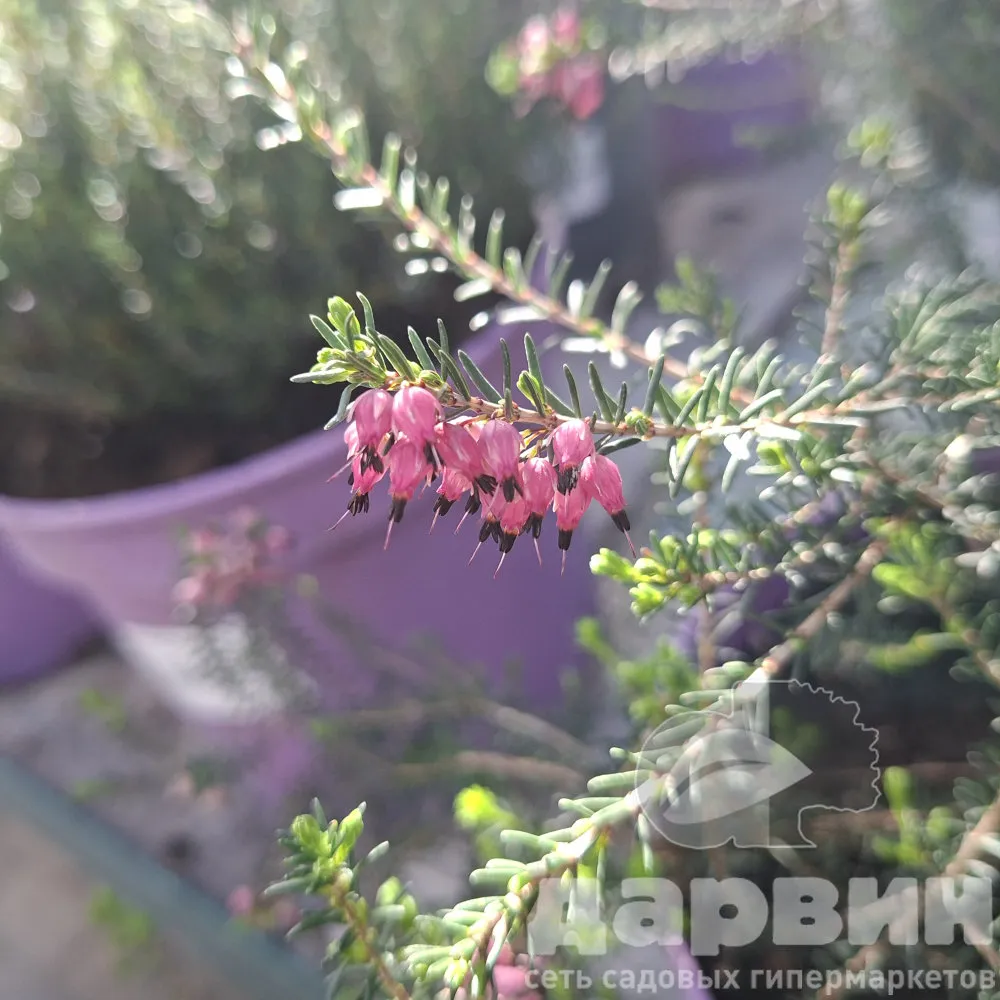 Эрика дарленская Крамерс Роут v3 Lav 