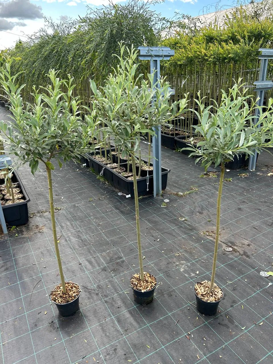 Швейцарская1