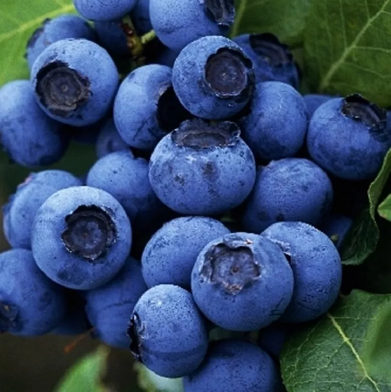 Голубика высокорослая Джерси v5 