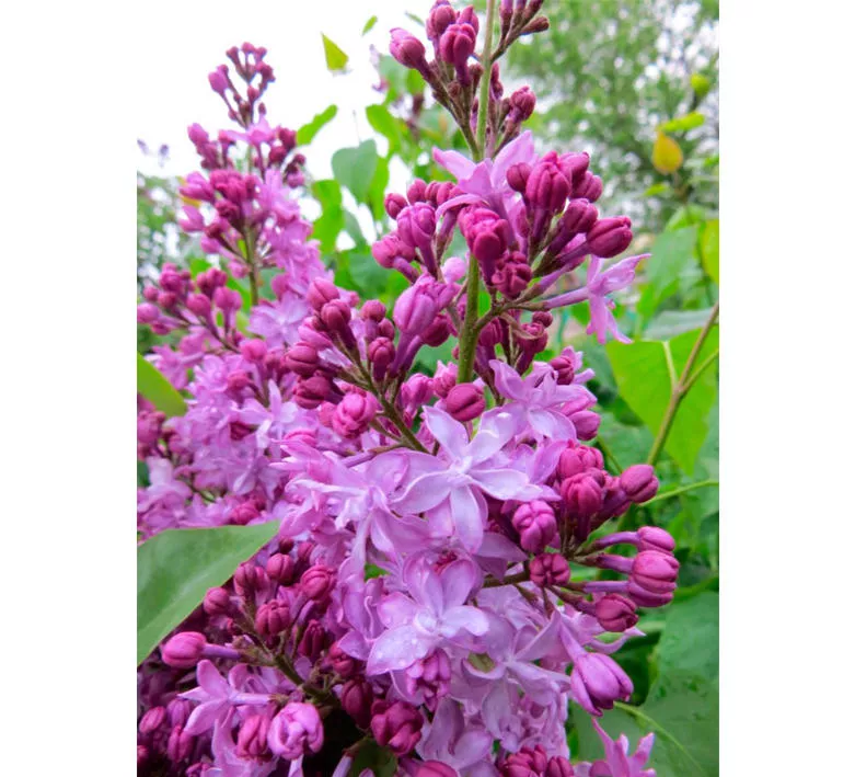 Сирень обыкновенная Антуан де Сент-Экзюпери v10 80-100 YP 