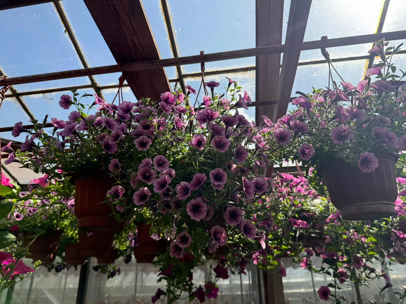 Калибрахоа 2,5л - d21 ХН 