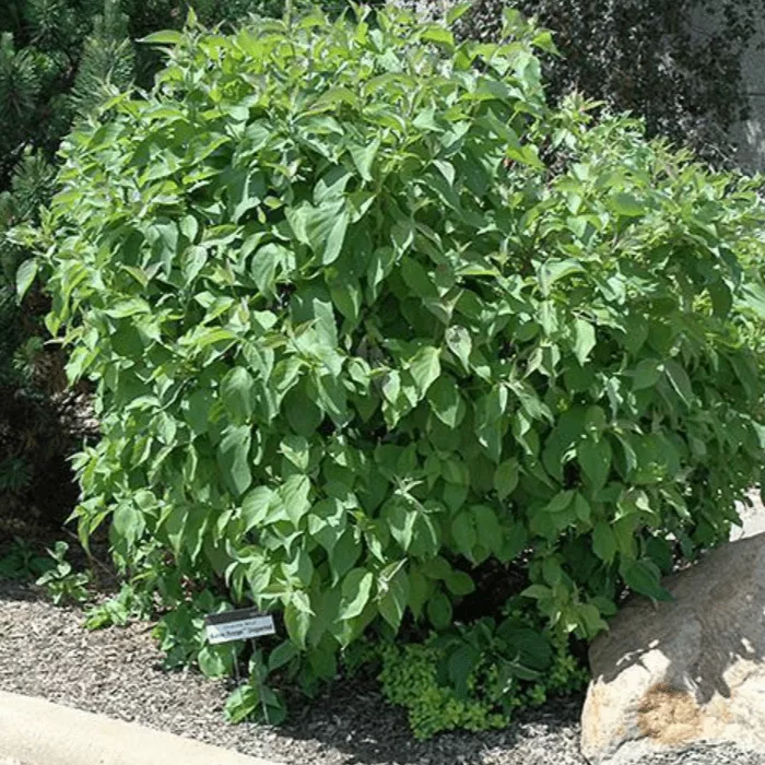 Дерен белый Минбат C3 20-40 