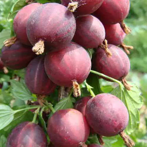 Крыжовник Раволт красный в коробке Tim 