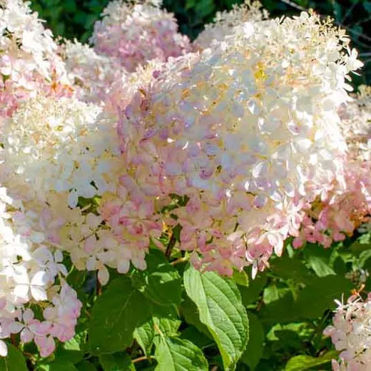 Гортензия метельчатая Фантом c26 UL 