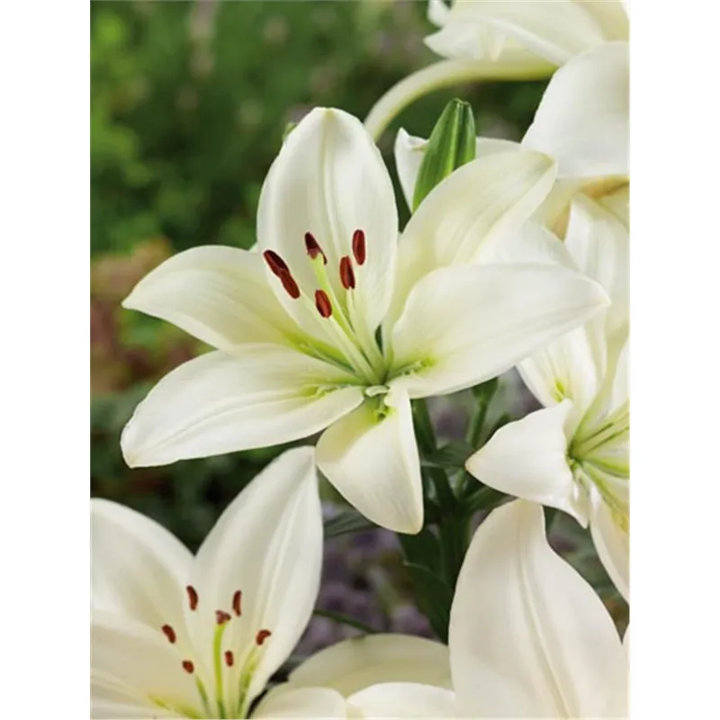 Луковица Лилия азиатская Доросо 14/16 3шт 